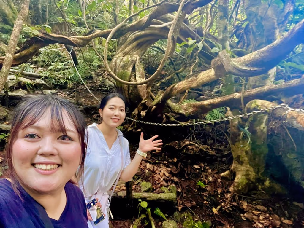 Amami Private Tour - The iconic Modama Tree