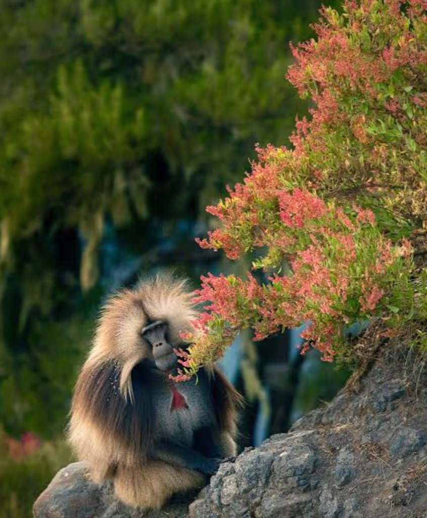 Addis Ababa Private Tour - Gelada baboons