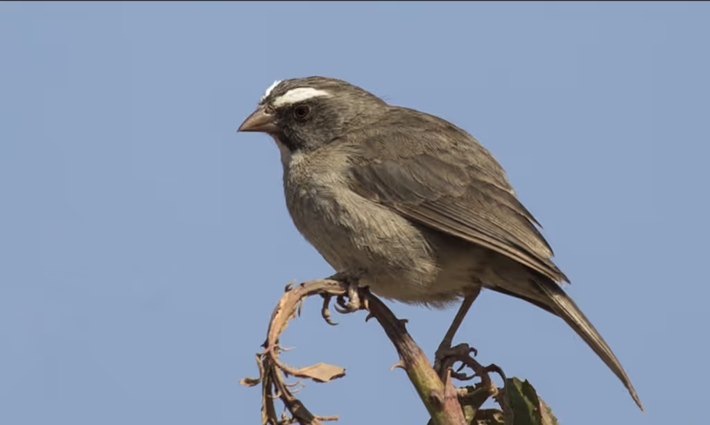 Addis Ababa Private Tour - Endemic bird near the site