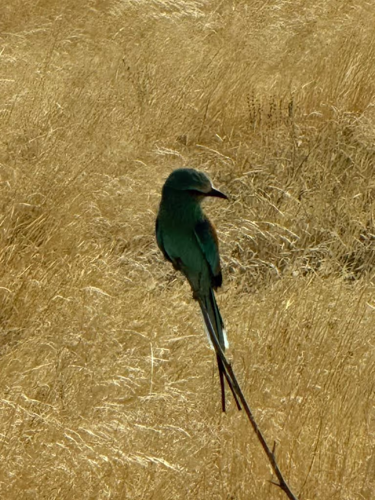 Addis Ababa Private Tour - 