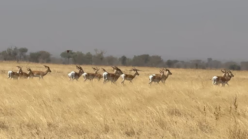 Addis Ababa Private Tour - 