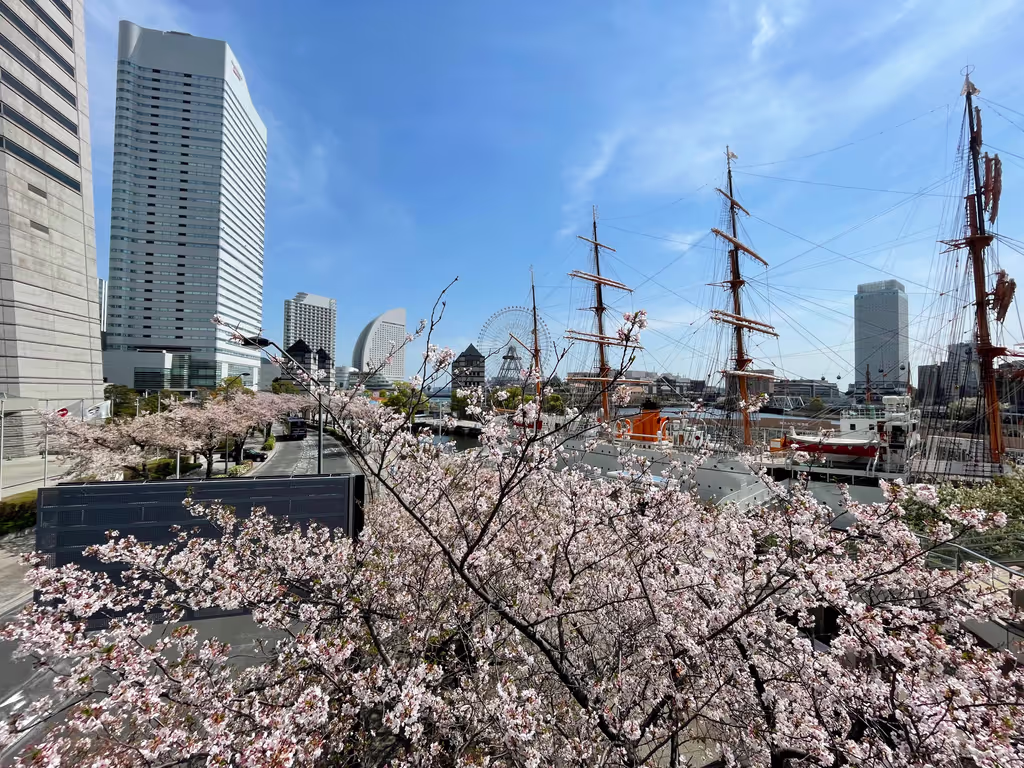 Yokohama Private Tour - Cherry blossoms in bloom at Minato Mirai