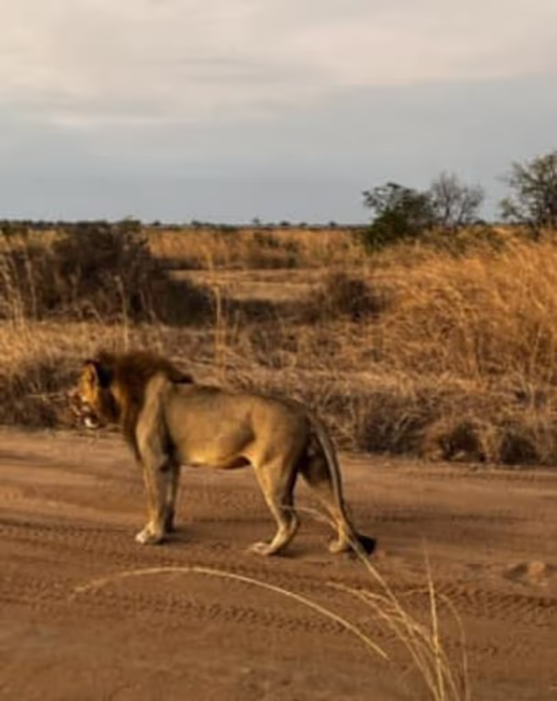 Morogoro Private Tour - LION