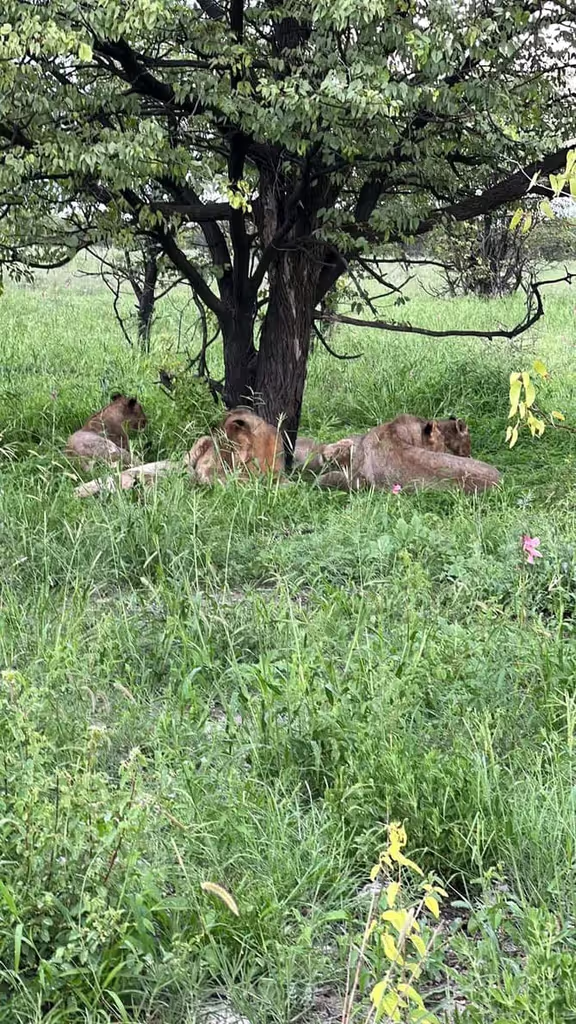 Morogoro Private Tour - LION