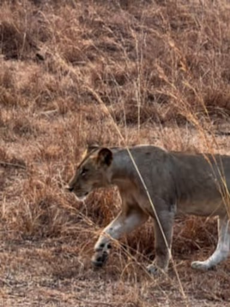 Morogoro Private Tour - LION