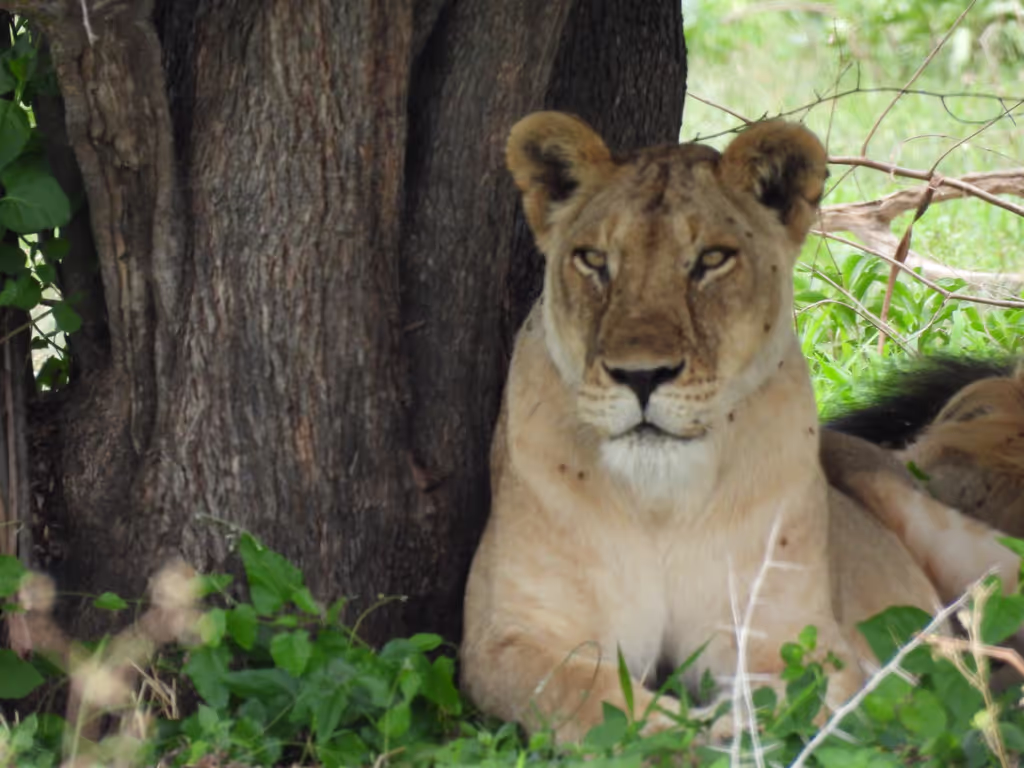 Morogoro Private Tour - lion