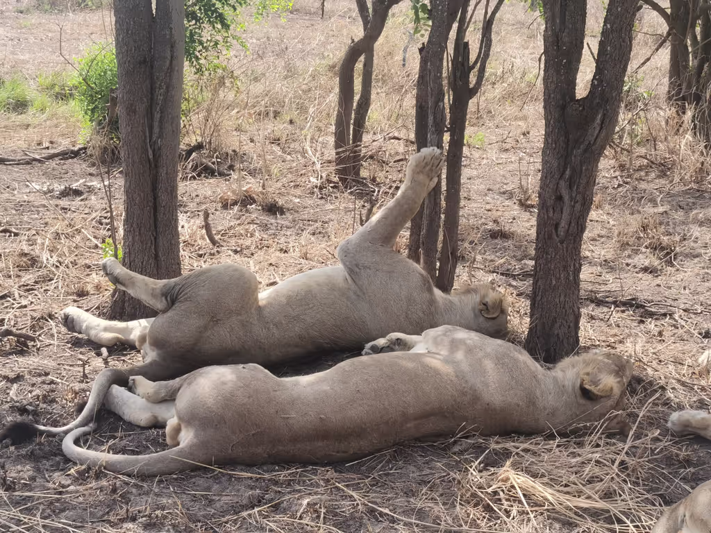 Morogoro Private Tour - lion