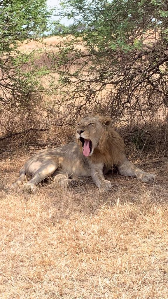 Morogoro Private Tour - LION