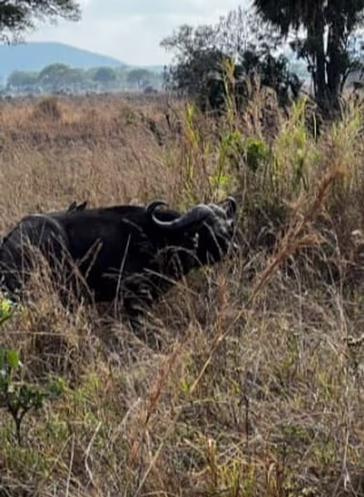 Morogoro Private Tour - bufullo