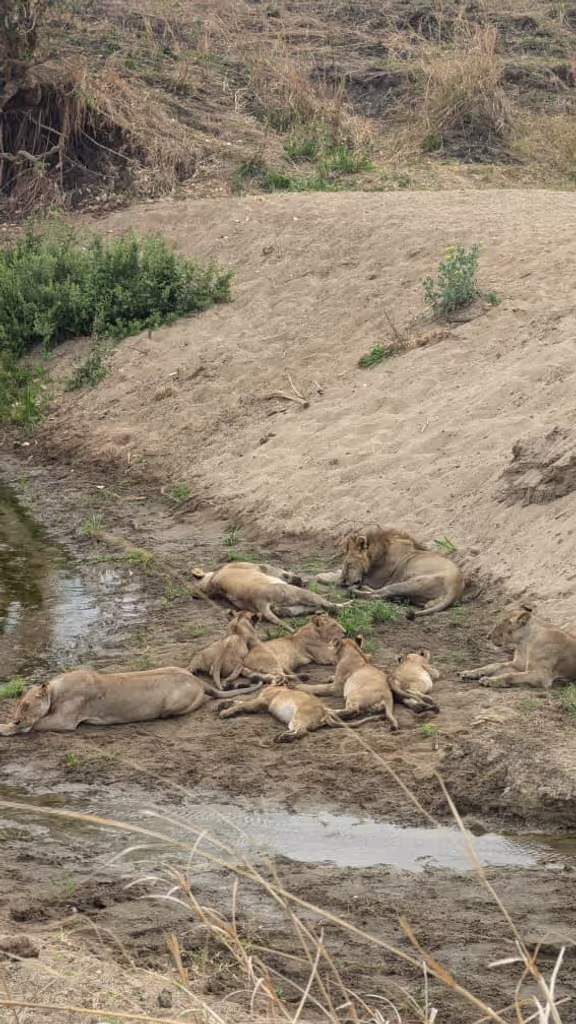 Morogoro Private Tour - lion