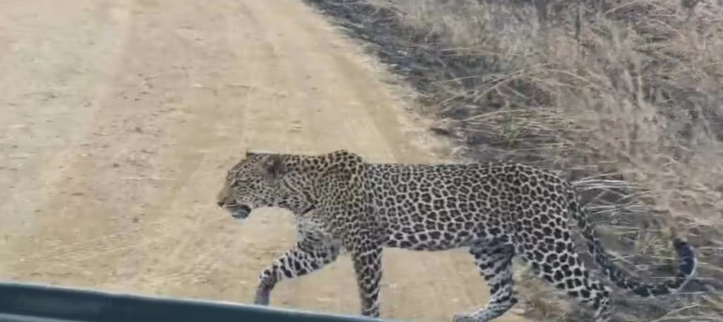Morogoro Private Tour - leopard