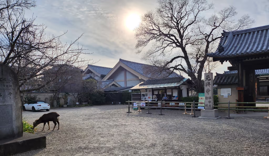 Osaka Private Tour - Sacred Deer everywhere