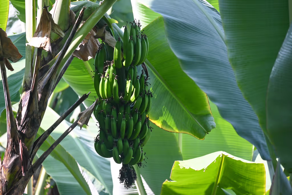 Kilimanjaro Private Tour - moshi
