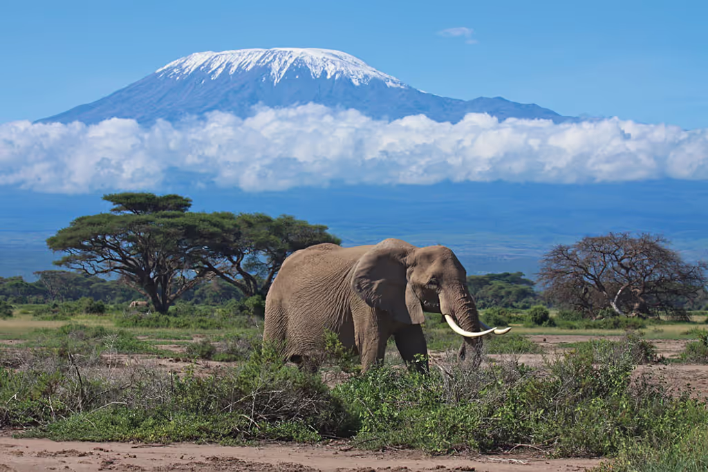 Kilimanjaro Private Tour - kilimanjaro
