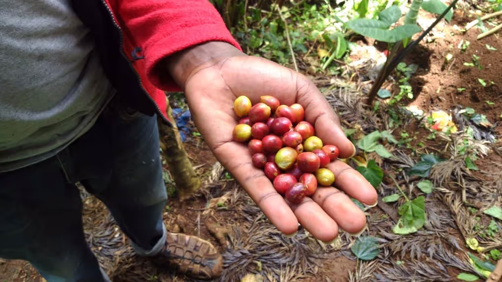 Kilimanjaro Private Tour - farm