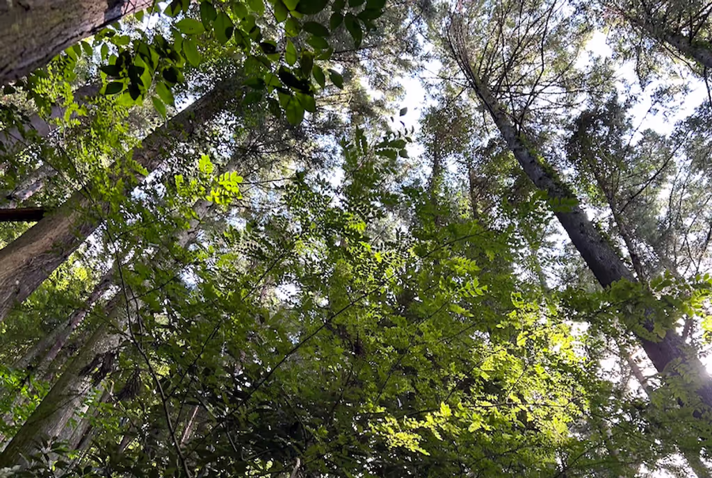 Fukuoka Private Tour - Breathe in the smell of nature of cider tree