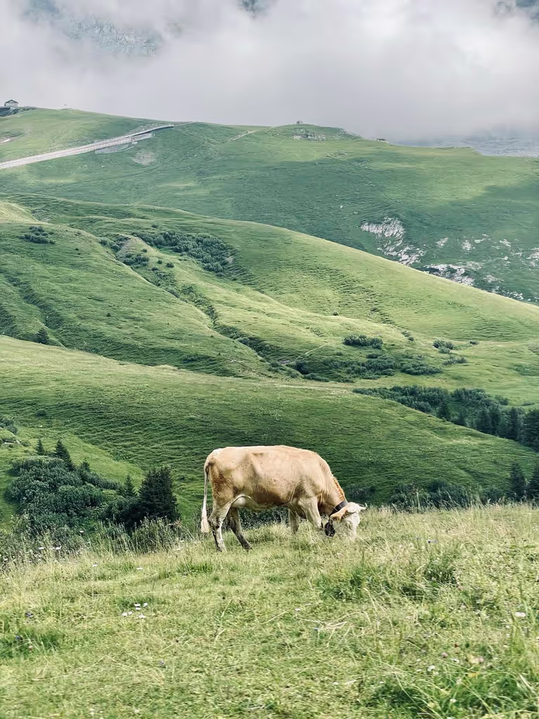 Lucerne Private Tour - 