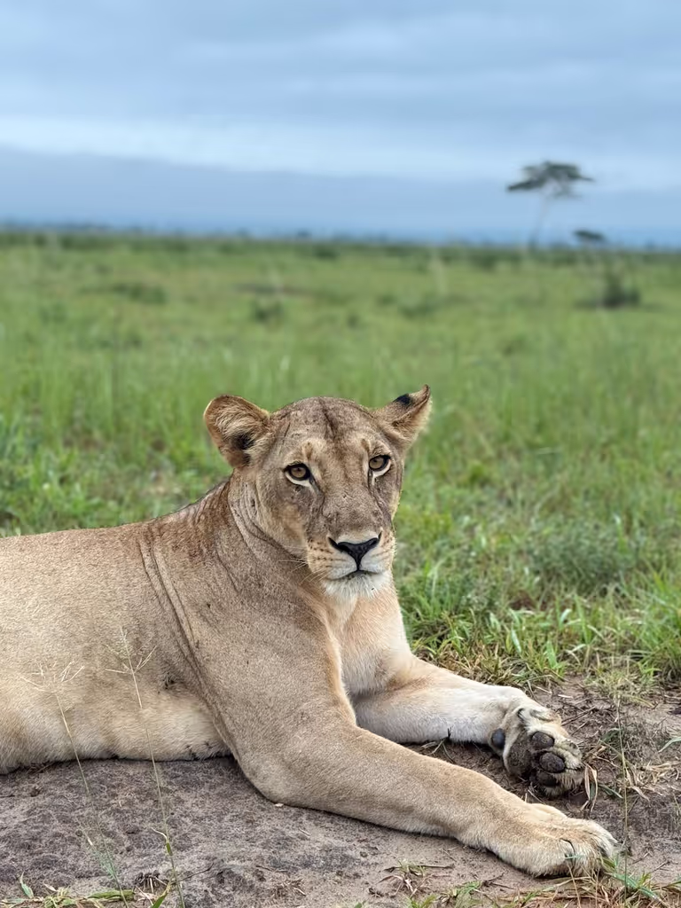 Morogoro Private Tour - lion