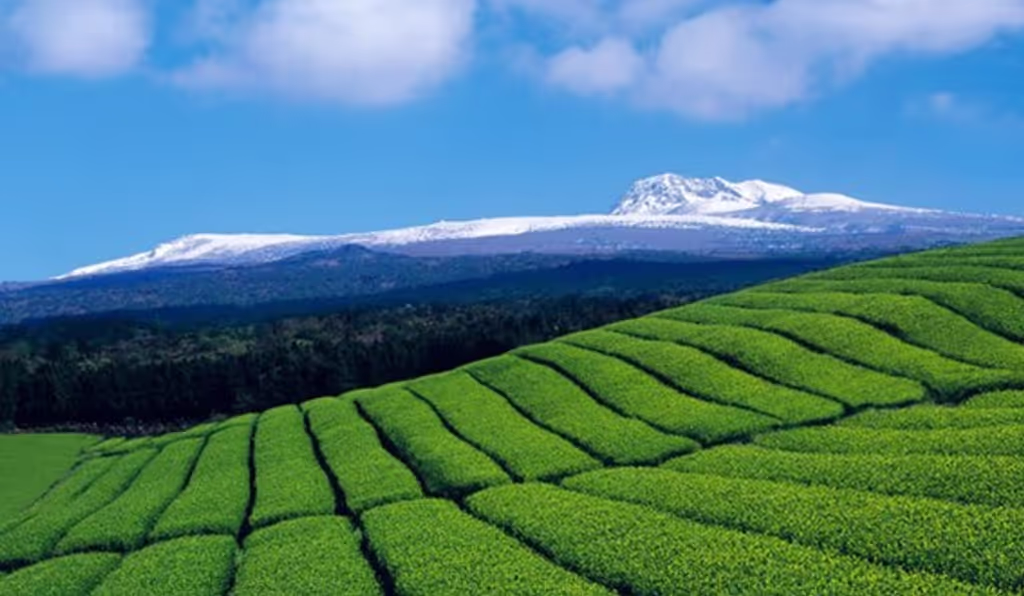 Jeju Private Tour - Green tea field