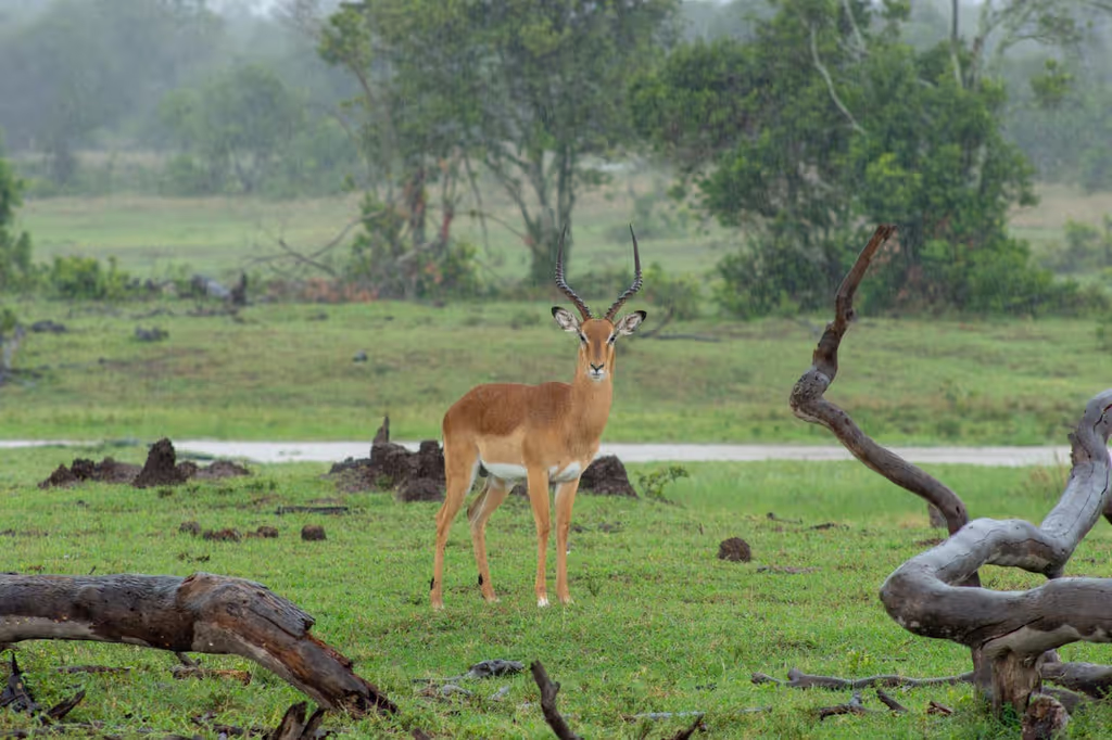 Nairobi Private Tour - 