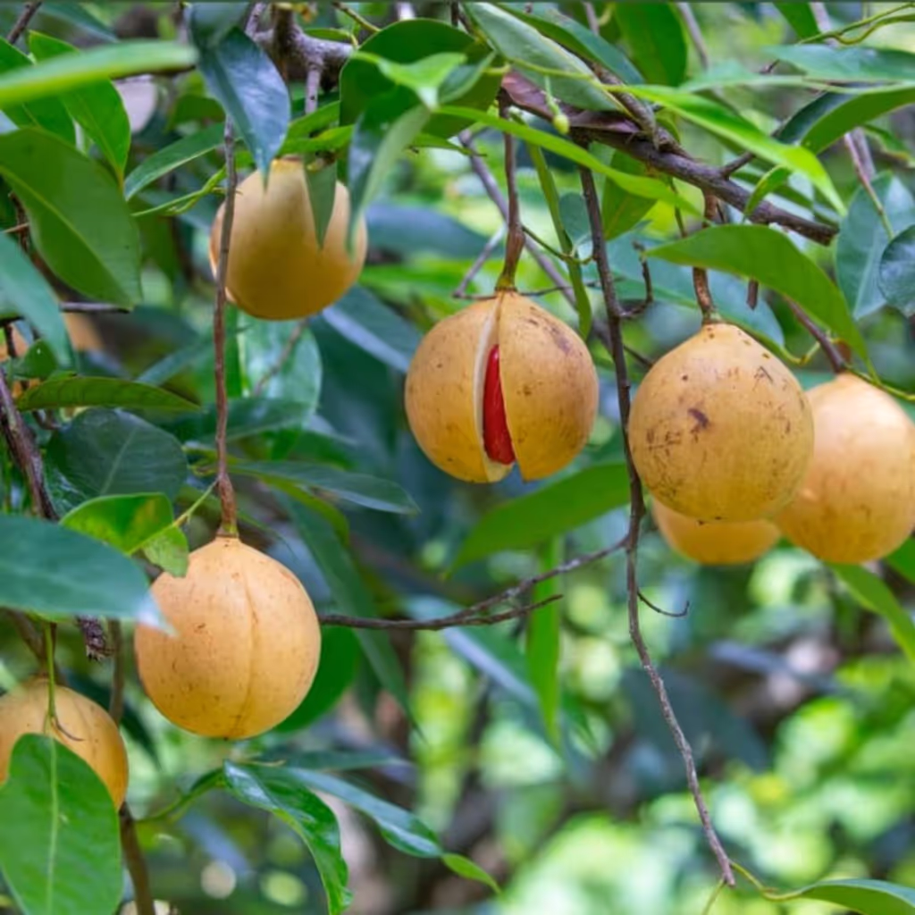 Zanzibar Private Tour - 