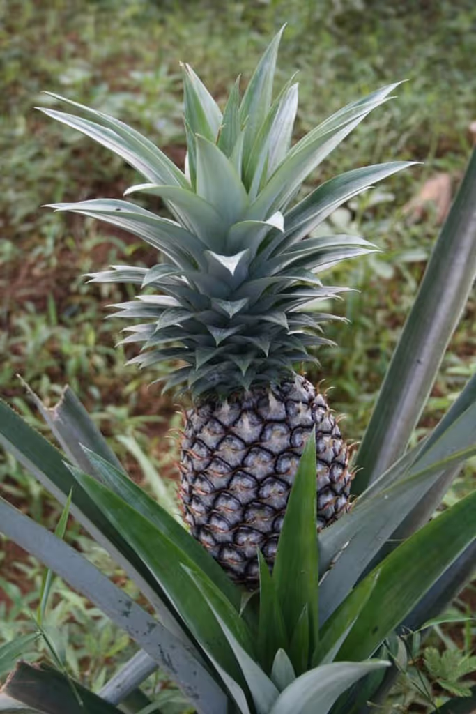 Zanzibar Private Tour - 