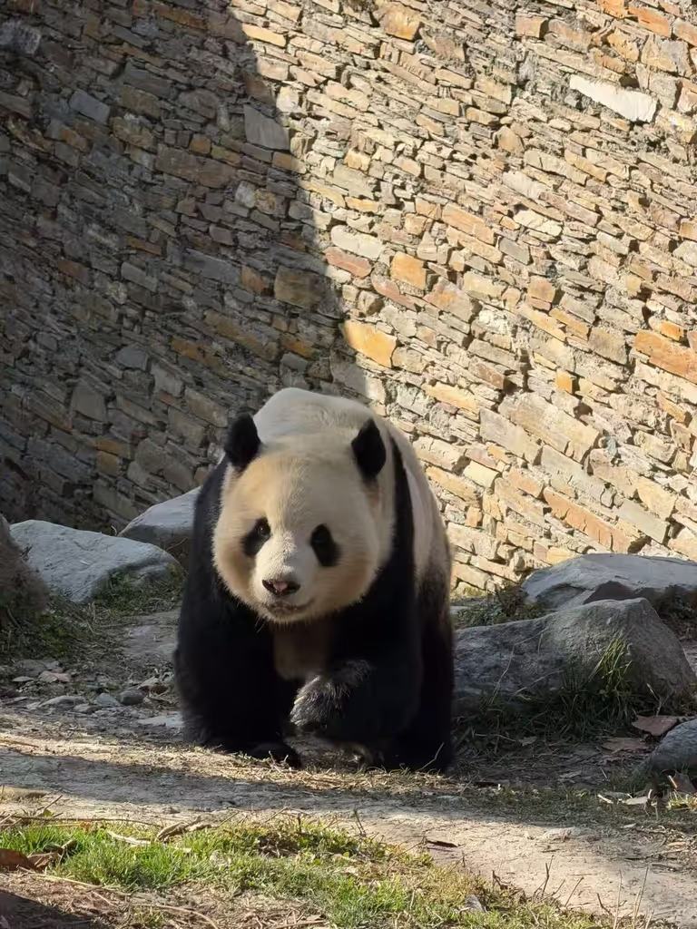 Chengdu Private Tour - Panda