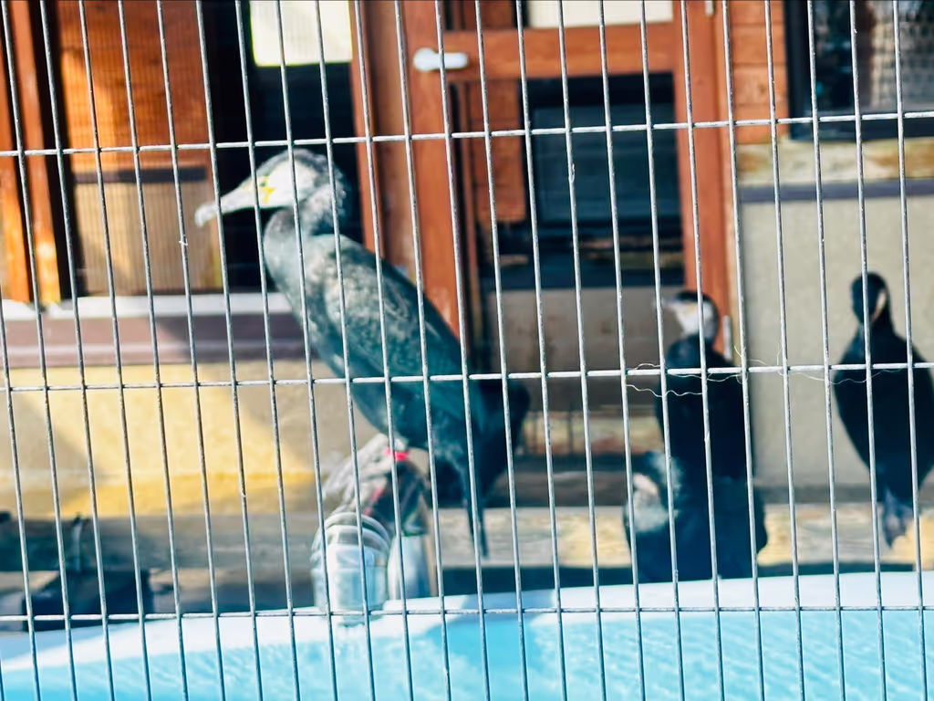 Yamaguchi Private Tour - 