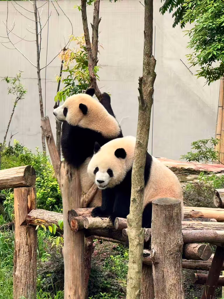 Chengdu Private Tour - 