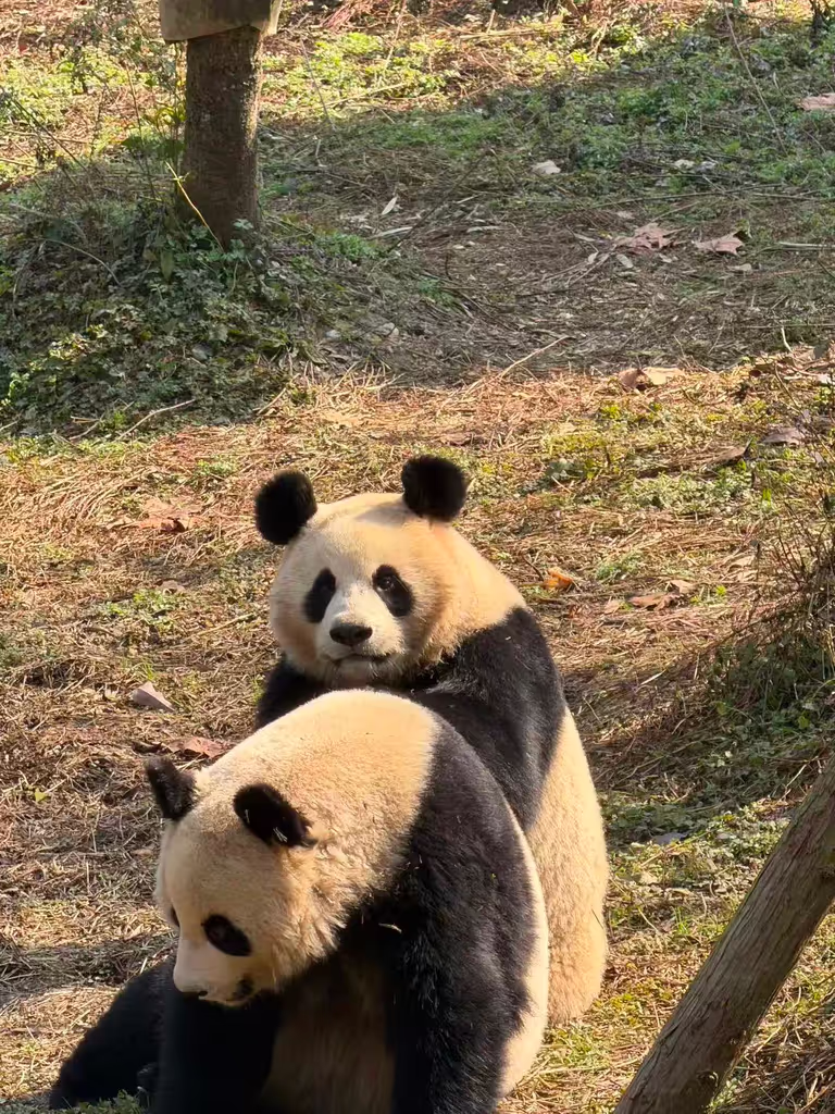 Chengdu Private Tour - Pandas