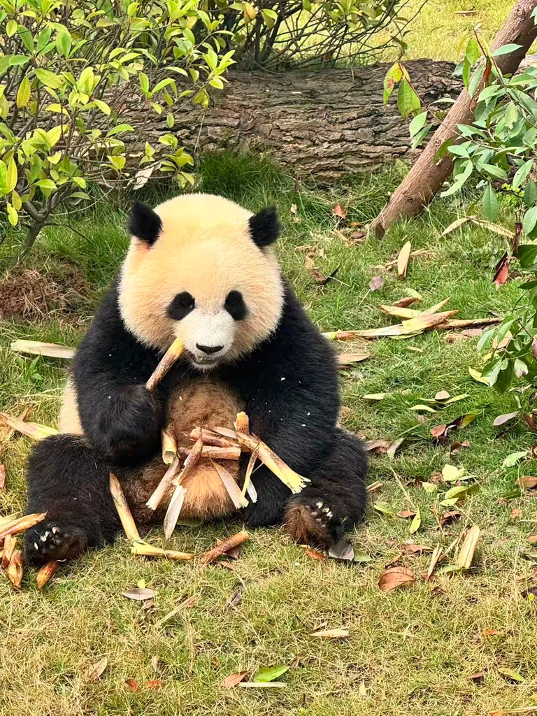 Chengdu Private Tour - Panda