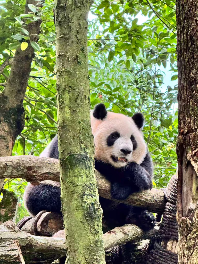 Chengdu Private Tour - Panda