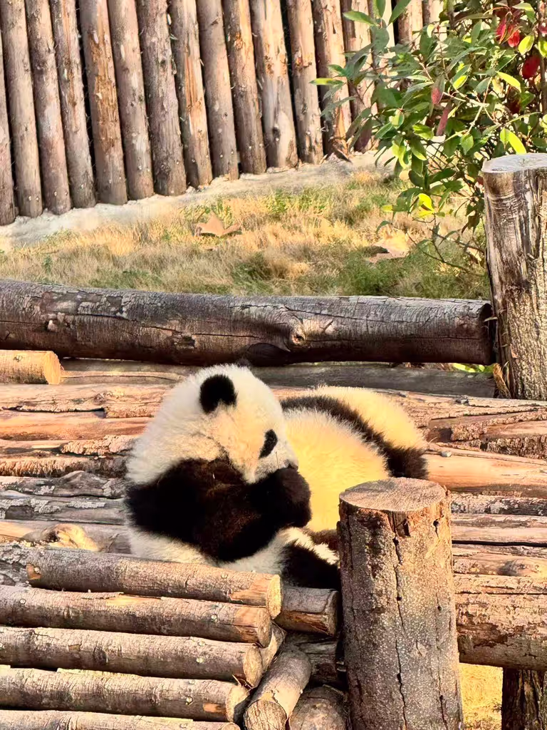 Chengdu Private Tour - Panda cubs