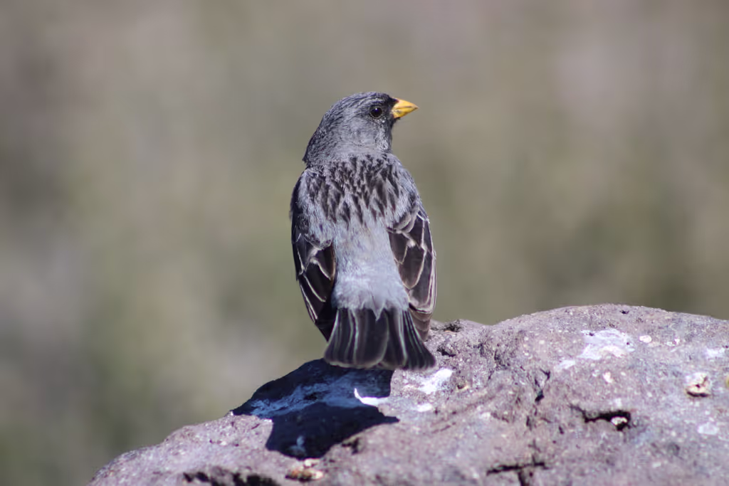 Santiago Private Tour - Birdwatching