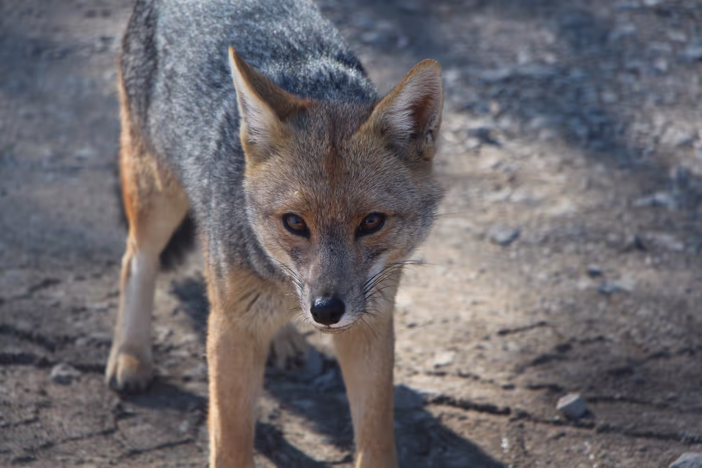 Santiago Private Tour - Fox