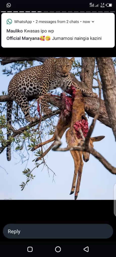 Morogoro Private Tour - Leopard