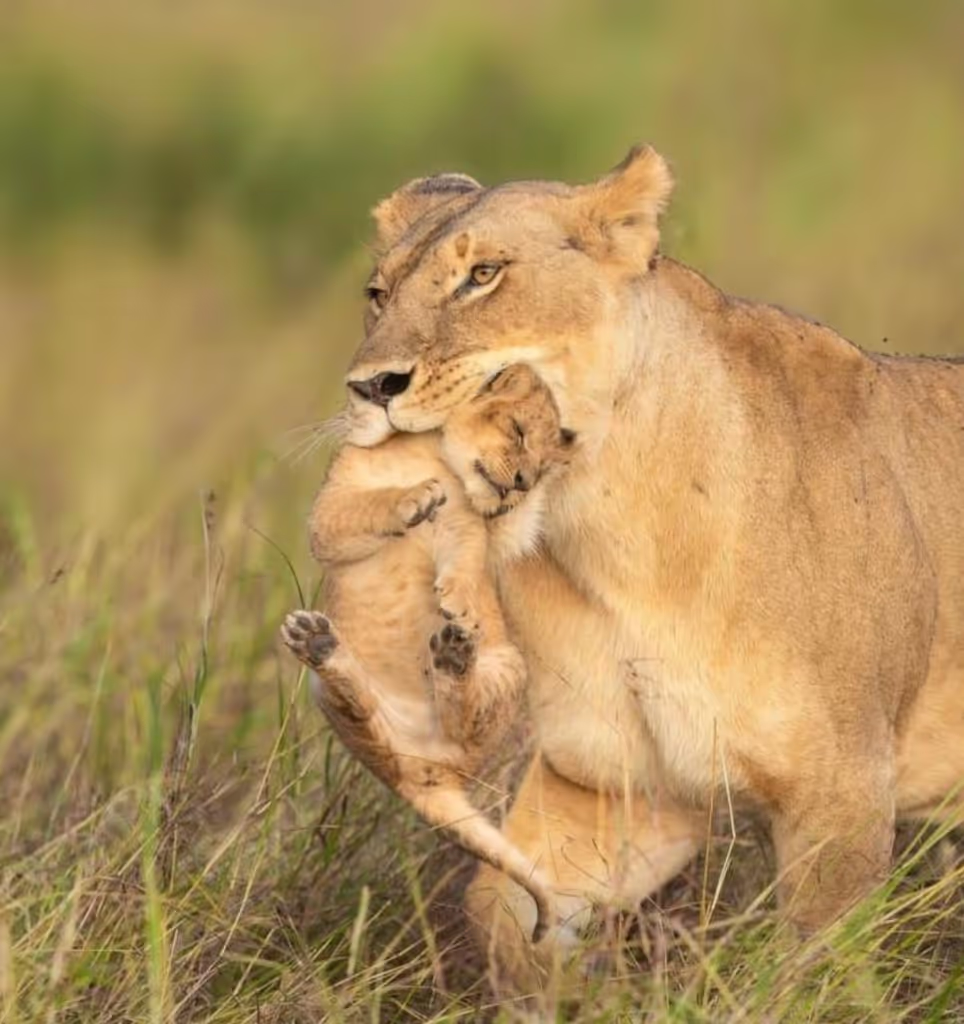 Morogoro Private Tour - Liones