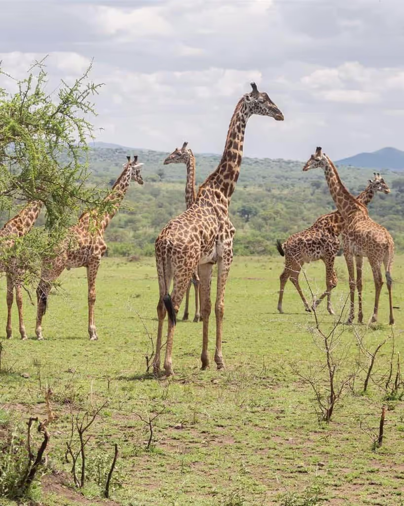 Morogoro Private Tour - Giraffe