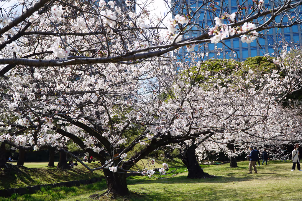 Tokyo Private Tour - SAKURA