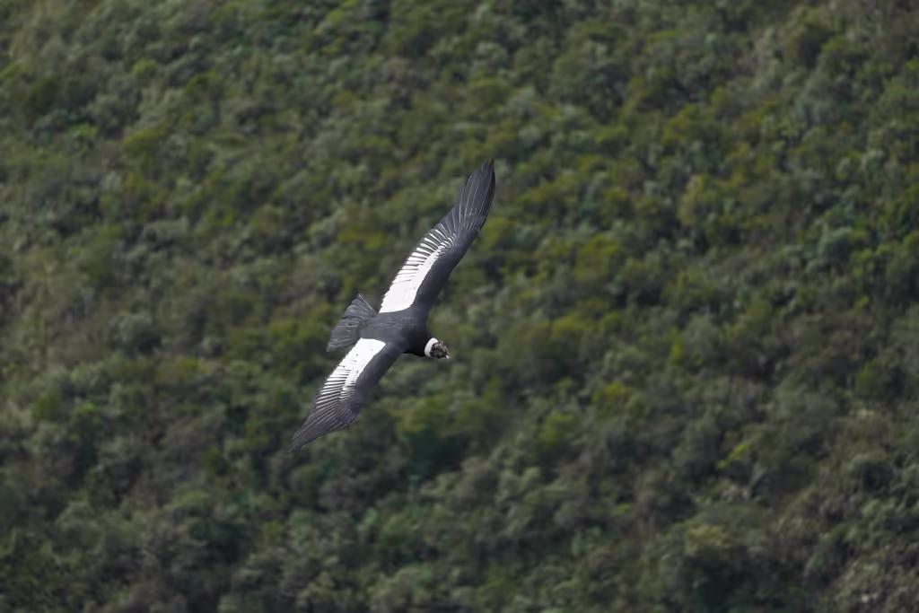 Quito Private Tour - 