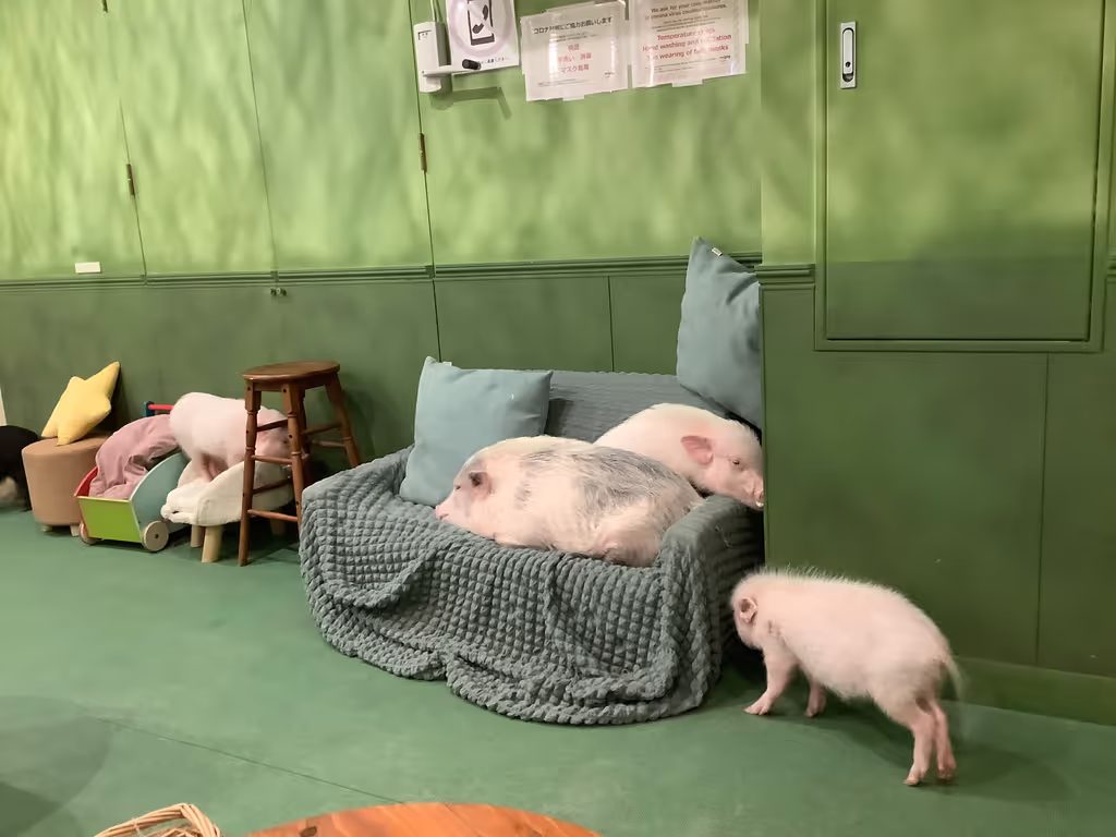 Tokyo Private Tour - Le café couchon