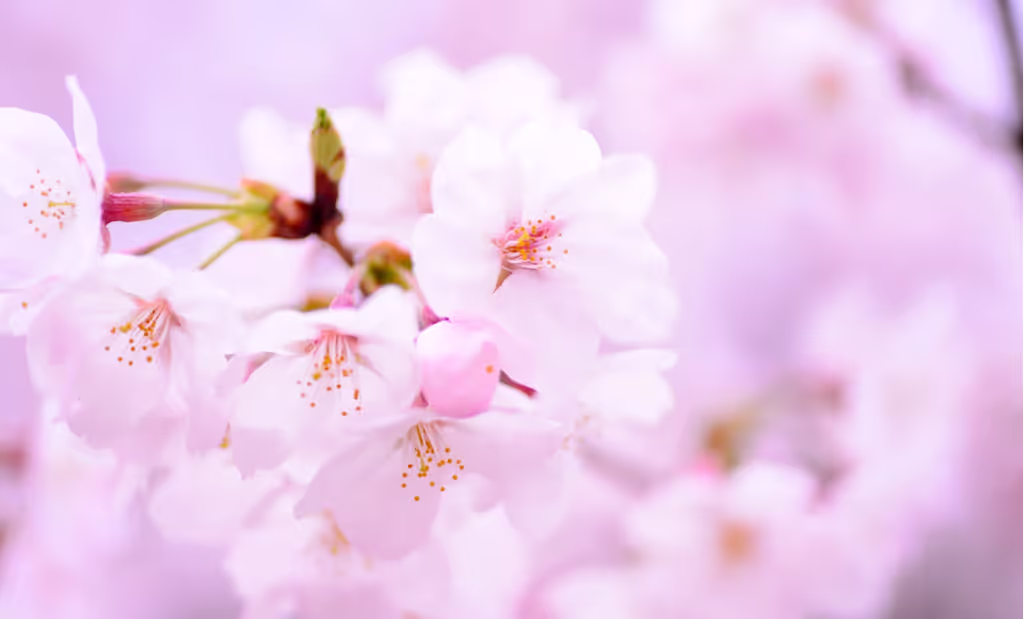 Osaka Private Tour - 