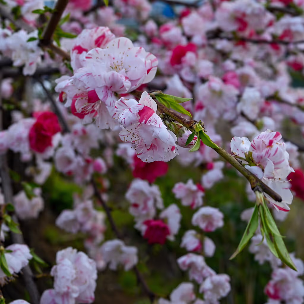 Kanagawa Private Tour - Symbol Promenade Park