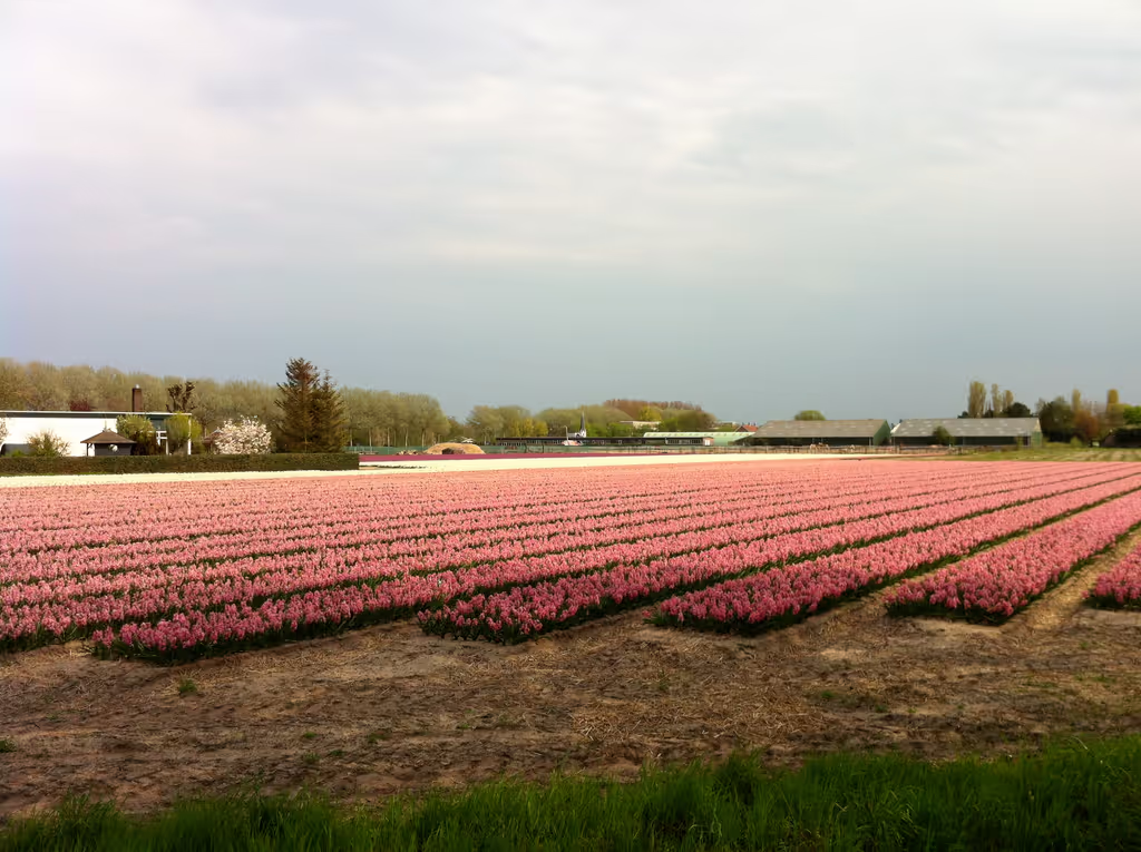 Haarlem Private Tour - Imagine the smell!