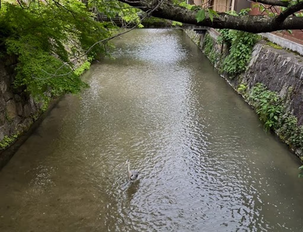 Kyoto Private Tour - Grey Heron in Shirakawa