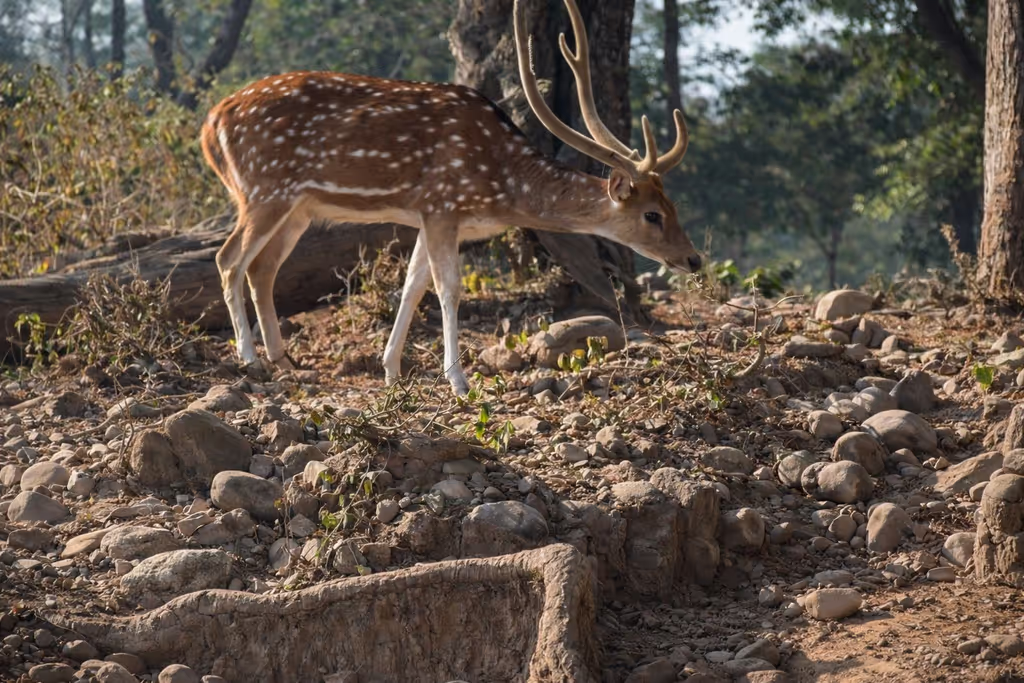 Rishikesh Private Tour - Spotted deer on rocky terrain