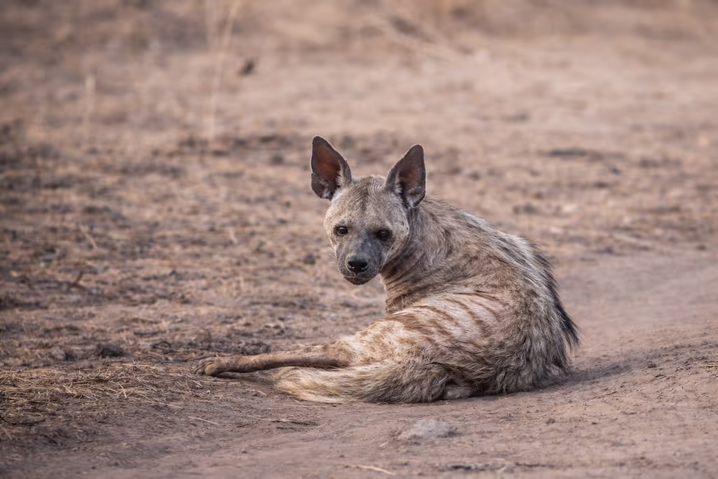 Rishikesh Private Tour - Resting hyena on a dusty path