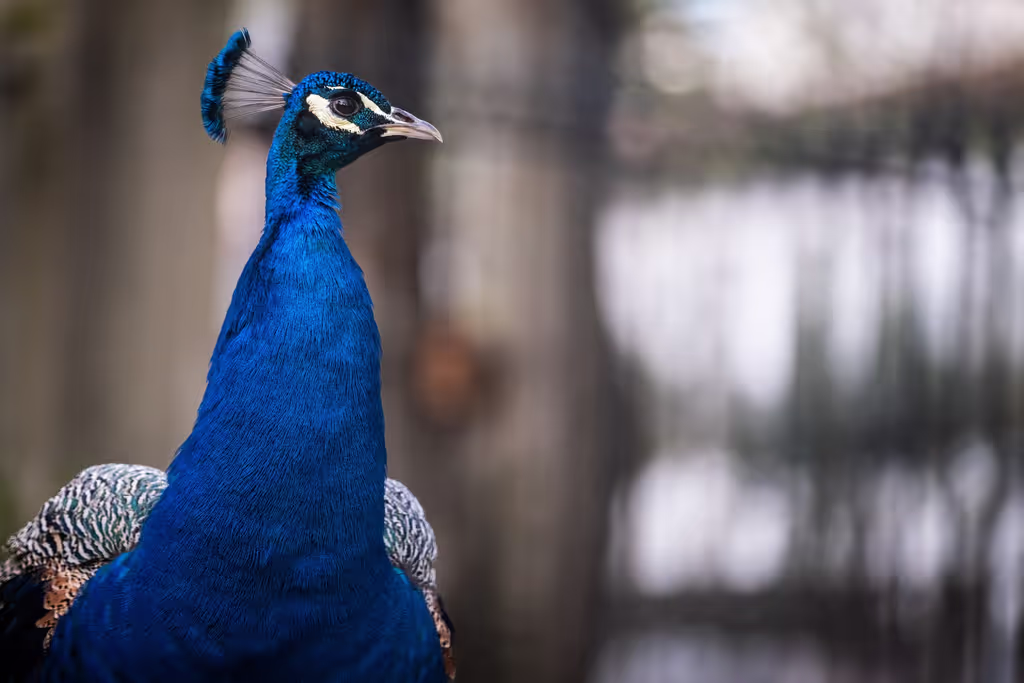 Porto Private Tour - Peacock in the garden