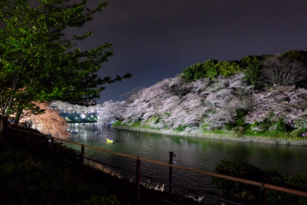Kanagawa Private Tour - Chidorigafuchi Moat Cherry Blossom Walk