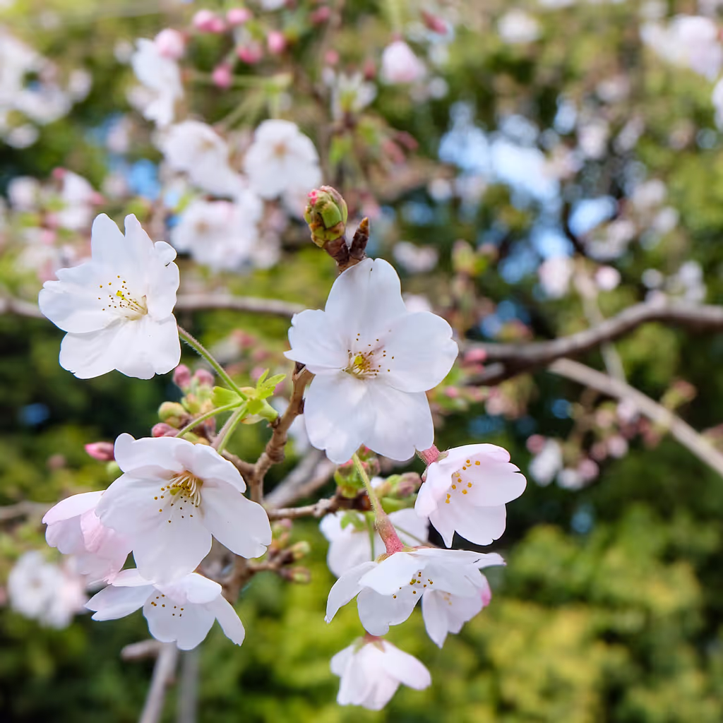 Kanagawa Private Tour - Marunouchi park